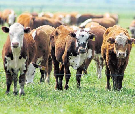 ganado bovino bovinos ganaderos carne razas pedro exportaciones vacuno sagarpa aumentaron ciento proposito campo dlares subfamilia bovinae