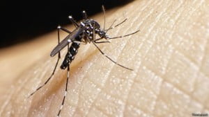 mosquito infectando zika