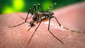 mosquito transmisor de zika