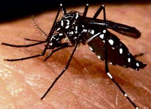 Mosquito-virus zika (1)