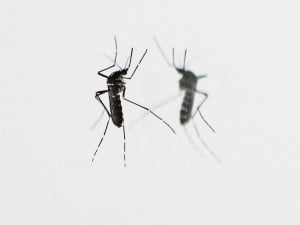 mosquito zika zika