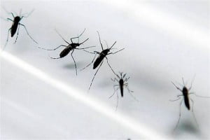 zika mosquito chupador