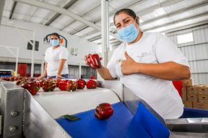 Empaquetamiento de manzanas. Foto de SAGARPA
